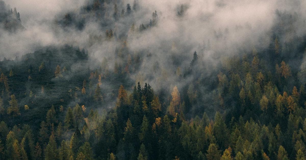 Visualização tridimensional das conexões neurais do cérebro da Drosophila melanogaster